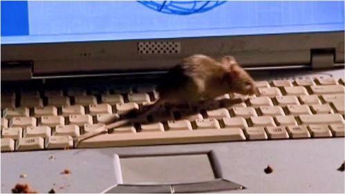 鼠輩入侵 頂尖計(jì)算機(jī)專家電腦遭黑，真兇竟非人類